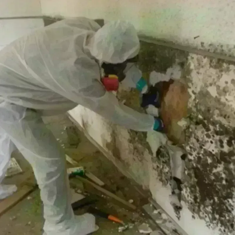 Mold Remediation and Removal in Four Corners, TX